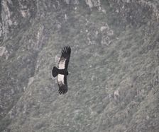 The migthy Andes condor