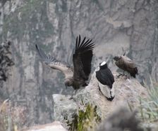 Condor youngs get flying lessons